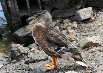 Anas platyrhynchos-3