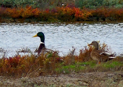 Anas platyrhynchos-4