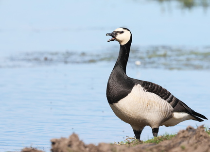 Branta leucopsis-7