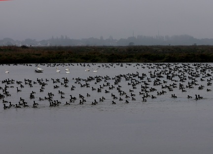 Branta bernicla-72