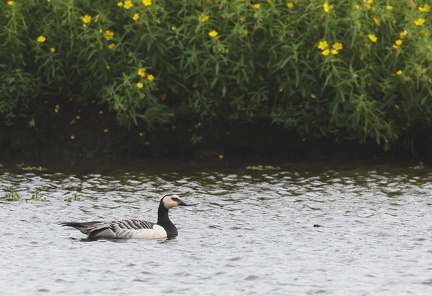 Branta leucopsis-41
