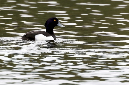 Aythya fuligula