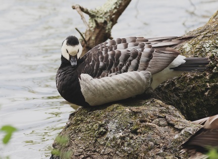 Branta leucopsis-1