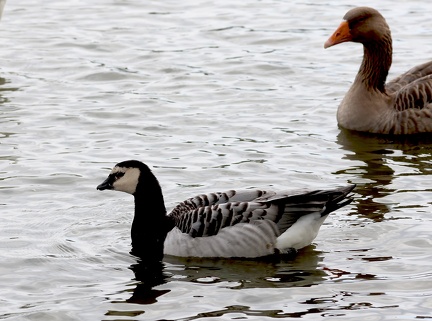 Branta leucopsis-6