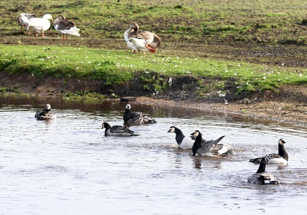 Branta leucopsis-33