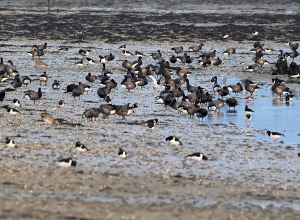 Branta bernicla-61