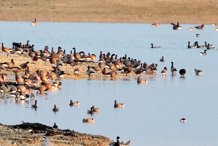 Branta bernicla-62
