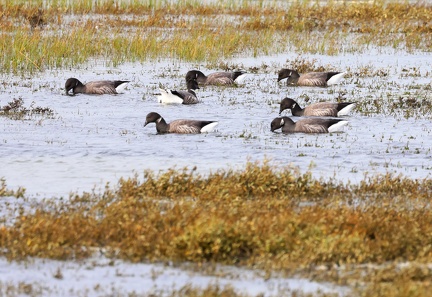 Branta bernicla-7