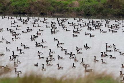 Branta bernicla-71
