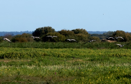 Branta leucopsis-5