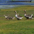 Anser anser-31