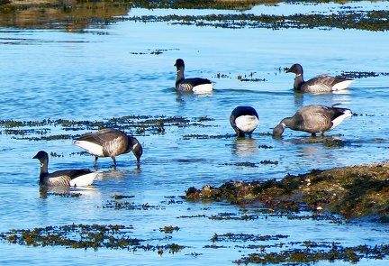 Branta bernicla-3