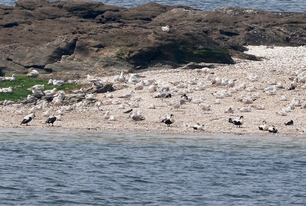 Somateria mollissima