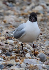 Chroicocephalus ridibundus-1