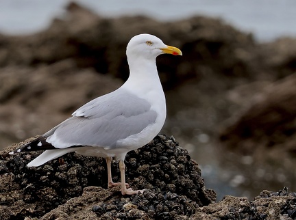 Larus argentatus-2
