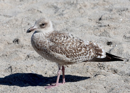 Larus argentatus-4