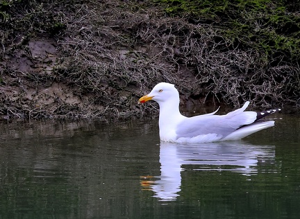 Larus argentatus-1