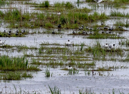 Chlidonias hybrida-3