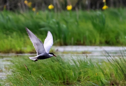 Chlidonias hybrida-1