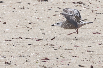 Larus marinus-3