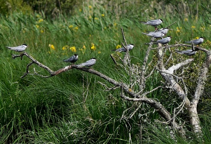 Chlidonias hybrida-11