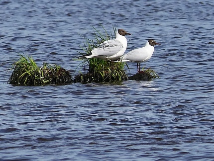Chroicocephalus ridibundus-4