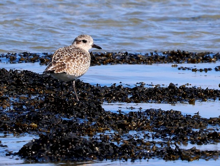 Pluvialis squatarola