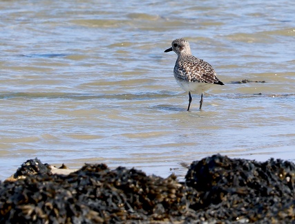 Pluvialis squatarola-1