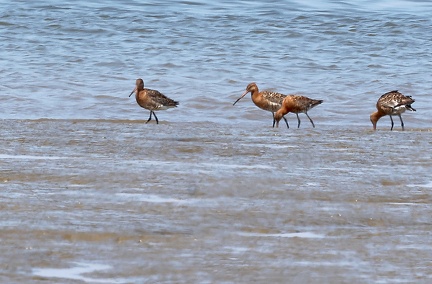Limosa lapponica-4