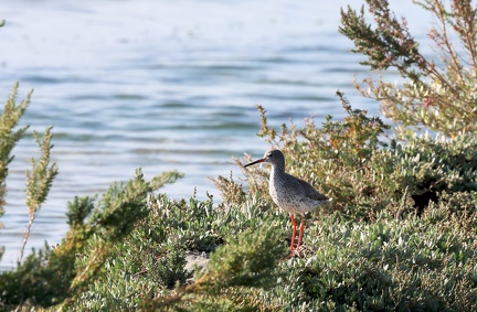Tringa totanus-4