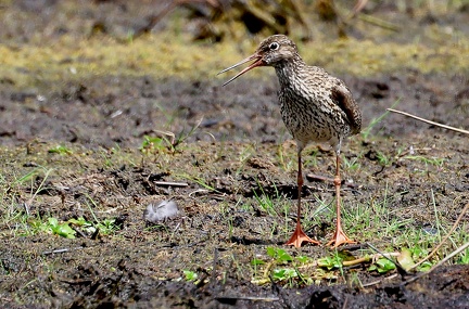 Tringa totanus-0