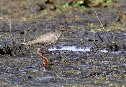 Tringa totanus-1