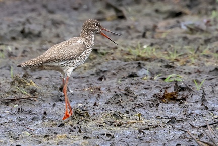 Tringa totanus-2