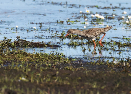 Tringa totanus-7