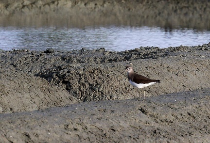 Tringa ochropus
