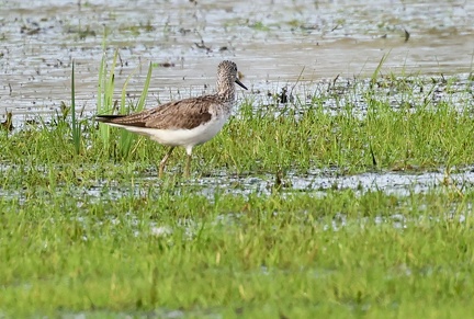 Tringa nebularia