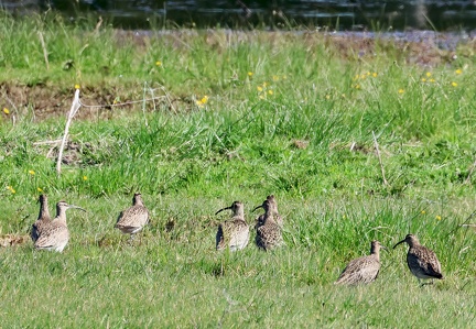 Numenius phaeopus