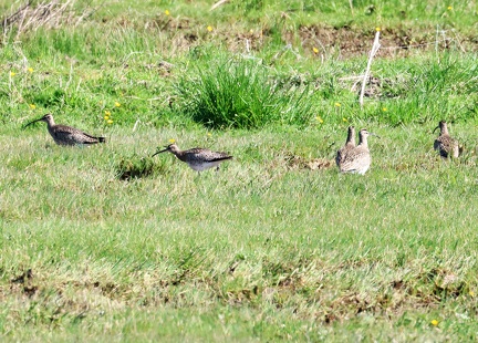 Numenius phaeopus-1