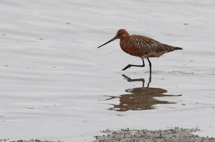 Limosa lapponica-1