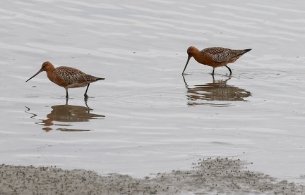 Limosa lapponica-3