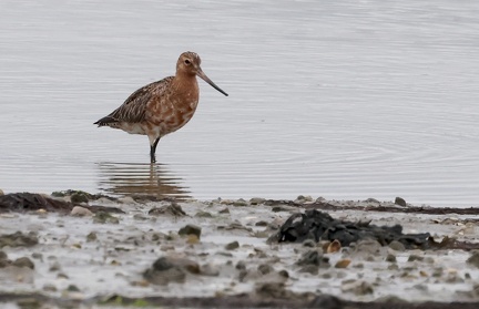 Limosa lapponica-2