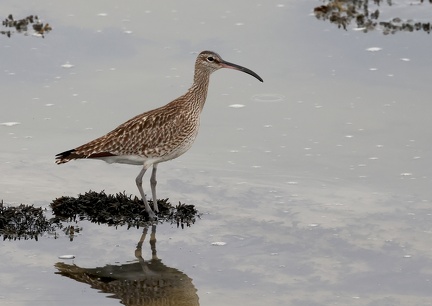Numenius phaeopus-3