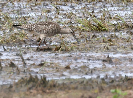 Numenius phaeopus-5