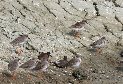 Tringa totanus-31