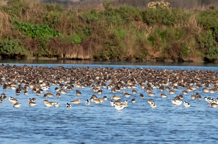 Limosa limosa-8