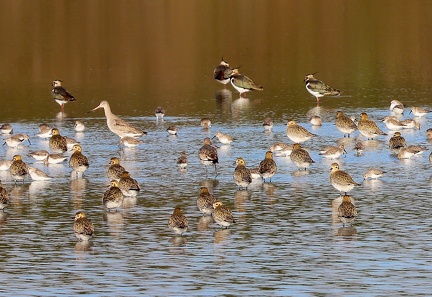 Calidris alba-3