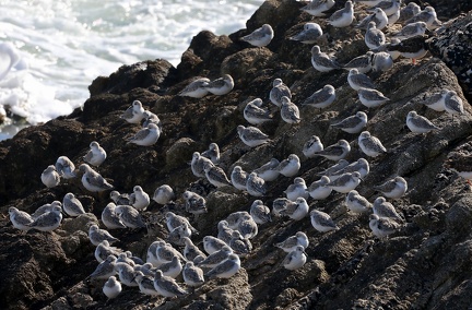 Calidris alba-51