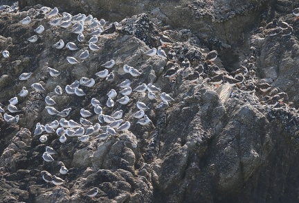 Calidris alba-52