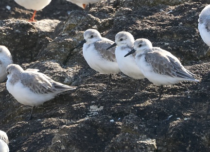 Calidris alba-5