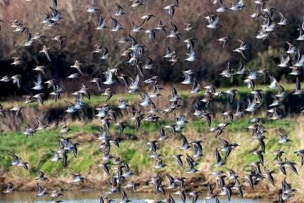 Calidris alpina-2